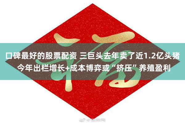 口碑最好的股票配资 三巨头去年卖了近1.2亿头猪 今年出栏增长+成本博弈或“挤压”养殖盈利