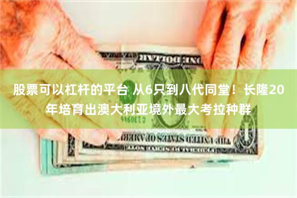 股票可以杠杆的平台 从6只到八代同堂！长隆20年培育出澳大利亚境外最大考拉种群